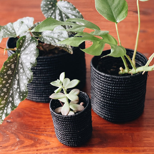 Raffia Planters Trio